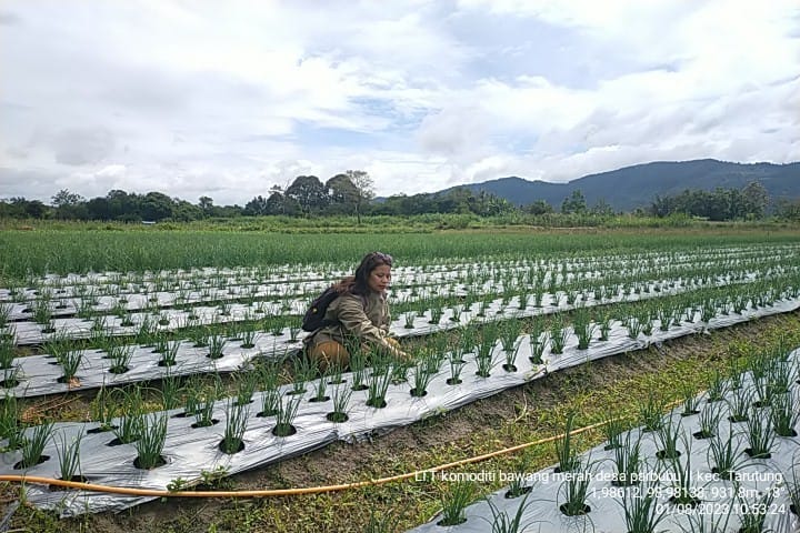 Hasil panen bawang merah di Desa Parububu 1 Kecamatan Tarutung. 
