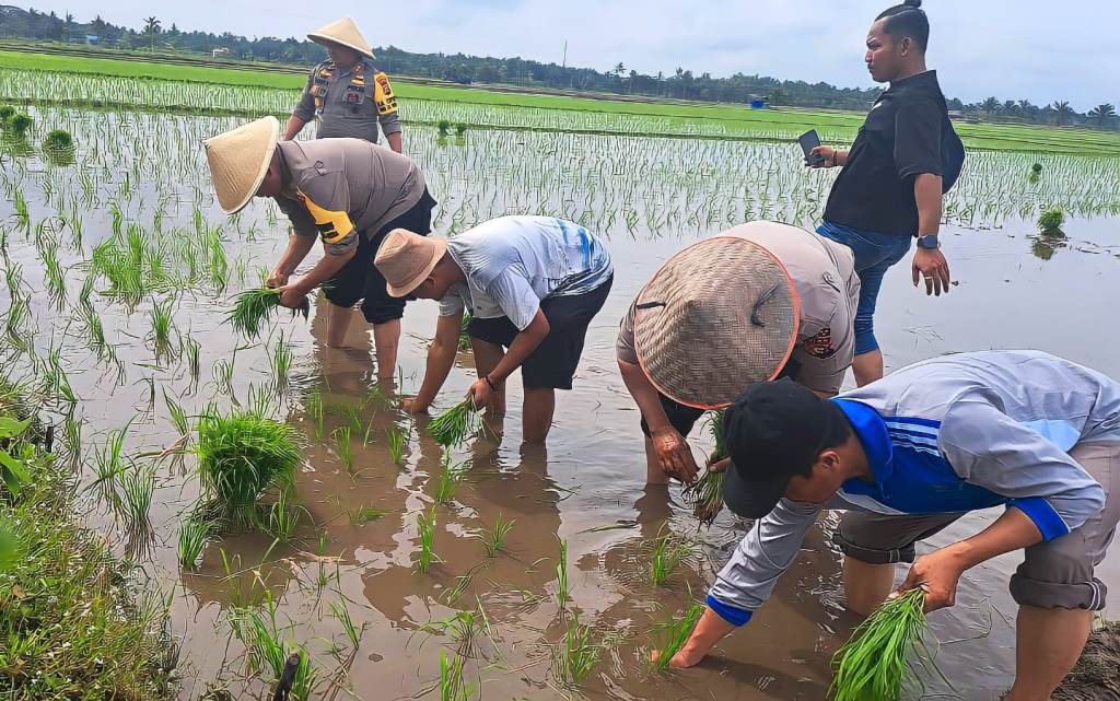 Kapolres Siak AKBP Asep Sujarwadi turun ke sawah berbaur dengan para petani dalam program Jumat Curhat di Kampung Jayapura, Siak, Riau.