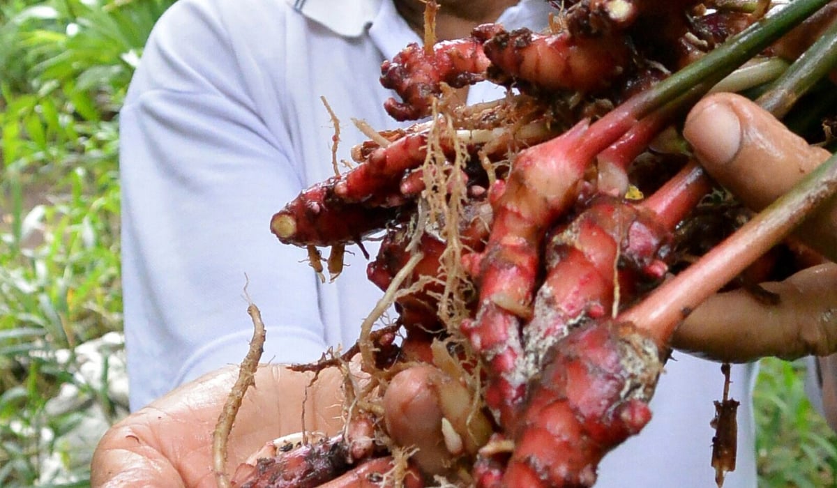 Ilustrasi manfaat jahe merah untuk kesehatan