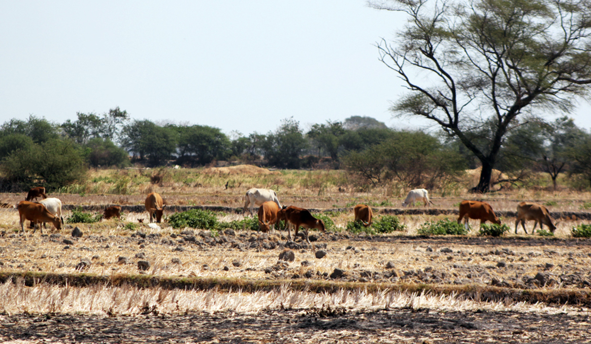 Kekeringan di Desa Nunkurus, Kecamatan Kupang Timur, NTT, di bulan Agustus 2023.