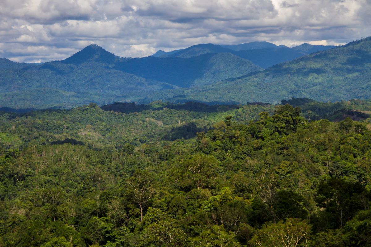 Foto areal hutan Pegunungan Meratus di Desa Hinas Kanan, Kabupaten Hulu Sungai Tengah, Kalimantan Selatan.