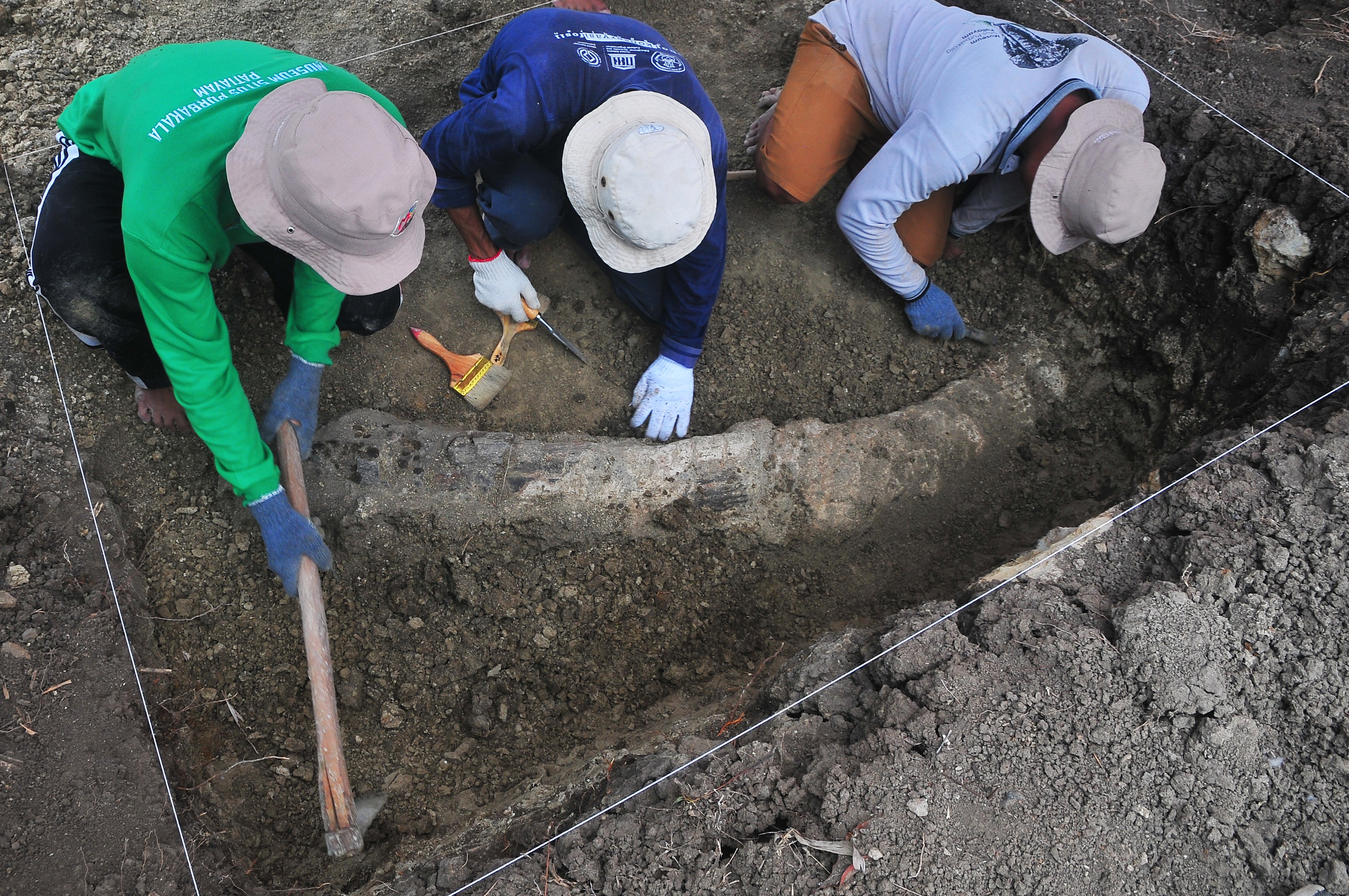 okasi temuan fosil gading gajah purba saat penyelamatan di Pegunungan Patiayam, Desa Terban, Jekulo, Kudus, Jawa Tengah.