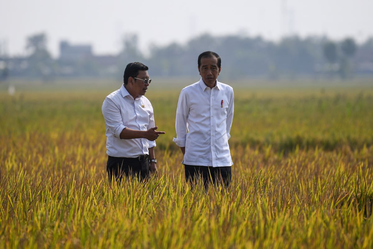 Presiden Jokowi dan Kepala Badan Pangan Nasinoal Arief Prasetyo Adi meninjau sawah.