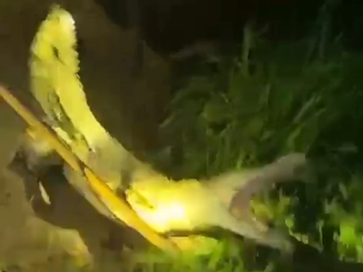 Warga desa menangkap buaya.