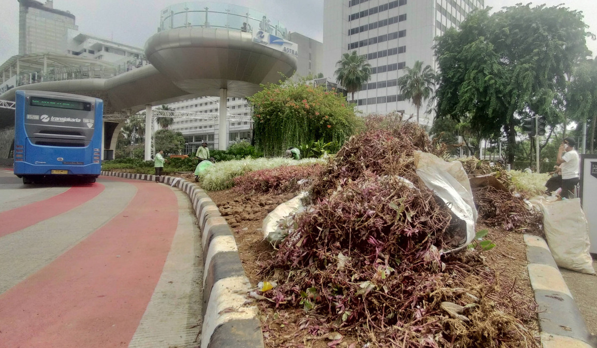 Tanaman-tanaman yang rusak akibat terijak-ijak pada perayaan malam tahun baru 2024 di Bundaran HI, Jakarta.