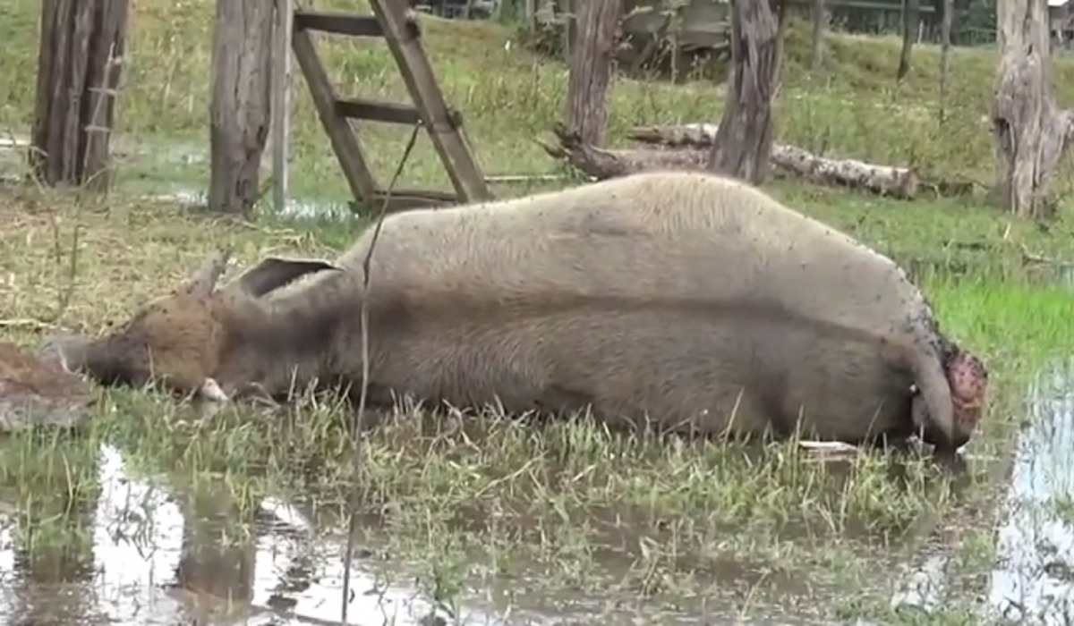 Kerbau di Jambi yang mati mendadak diduga akibat penyakit ngorok.