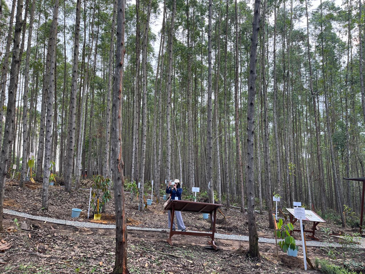 Ilustrasi.  Seorang warga tengah berfoto di kawasan hutan lindung.