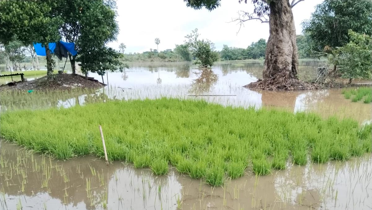 Persemaian padi terendam banjir di Kabupaten Hulu Sungai Utara.