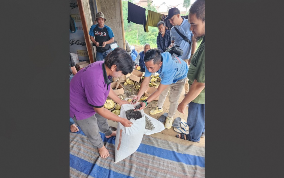 Budidaya bunga matahari di Cisarua