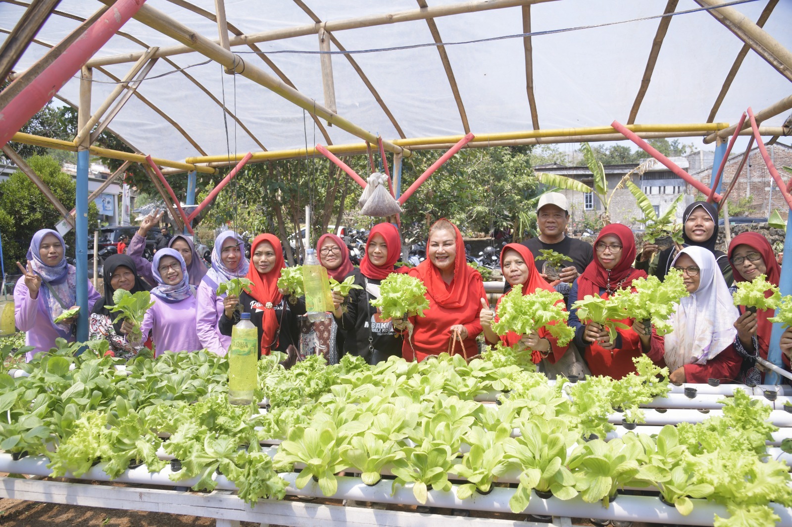 Wali Kota Semarang, Hevearita Gunaryanti Rahayu (kesembilan dari kiri) saat panen di urban farming. 