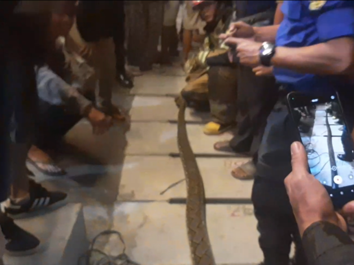 Ular yang dievakuasi.