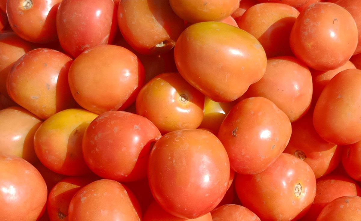 Harga tomat di Pidie semakin meningkat. 