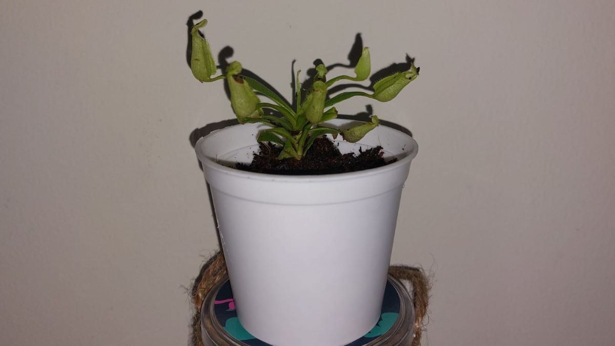 Tanaman kantong semar