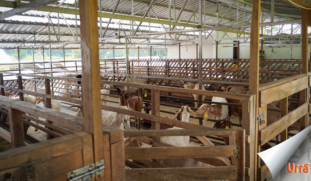 Peternakan kambing Saanen penghasil susu kambing Urra