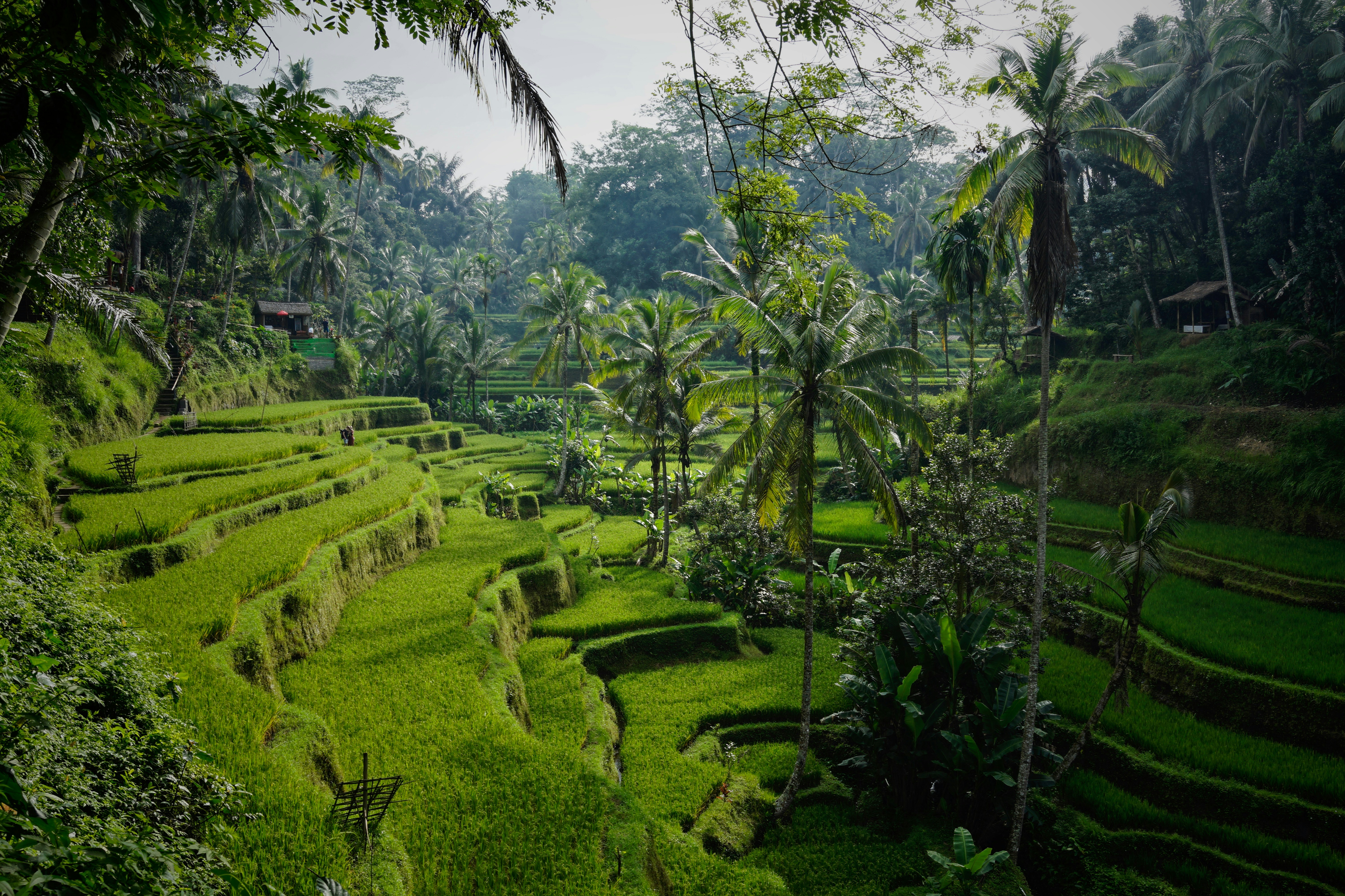 Sawah terasering menjadi salah satu pesona alam Bali.