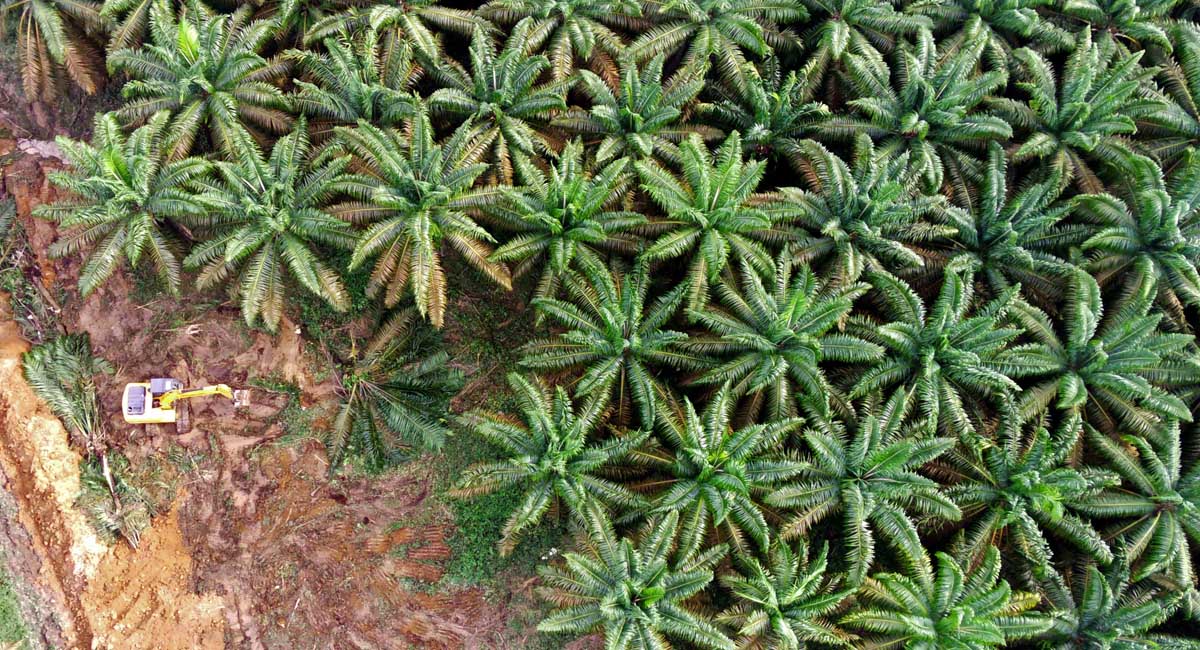 Menko Perekonomian Airlangga Hartarto mengungkapkan, program Peremajaan Sawit Rakyat (PSR) harus terus berjalan.