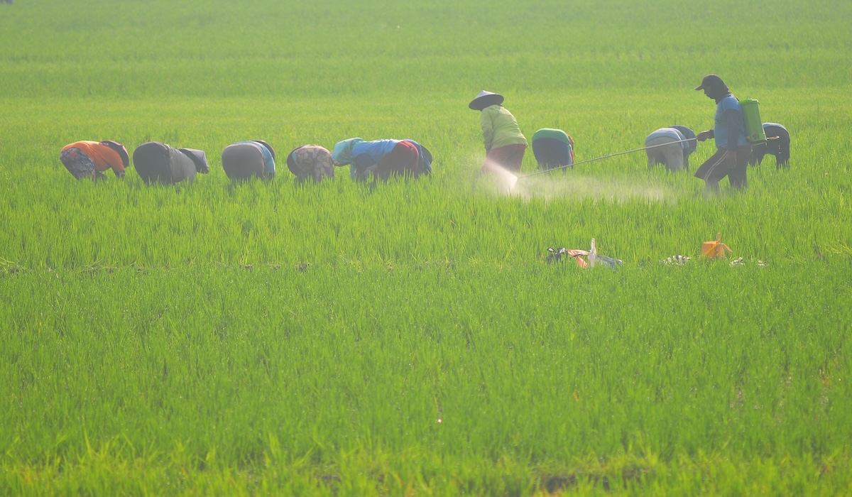 Petani memberikan pupuk dan mencabut rumput pada lahan tanaman padi