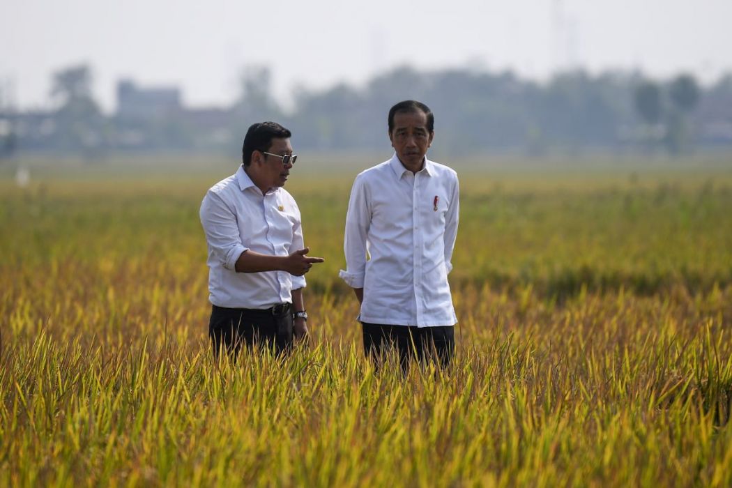 Presiden Jokowi dan Kepala Badan Pangan Nasinoal Arief Prasetyo Adi meninjau sawah