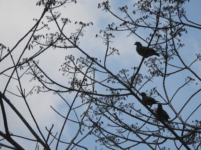 Ilustrasi.BKSDA Sumatra Selatan berkolaborasi dengan Pemerintah Kabupaten Ogan Komering Ulu Selatan melakukan penanaman pohon jenis asli.