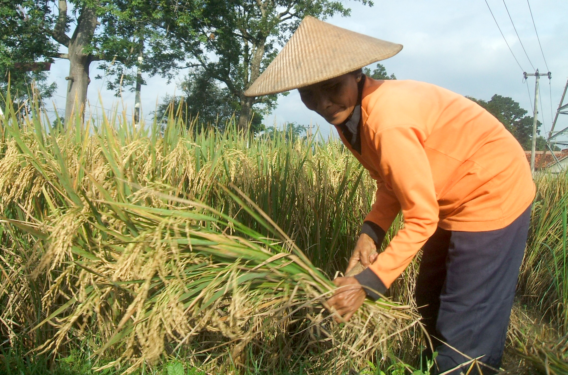 Petani di Cirebon tengah panen padi