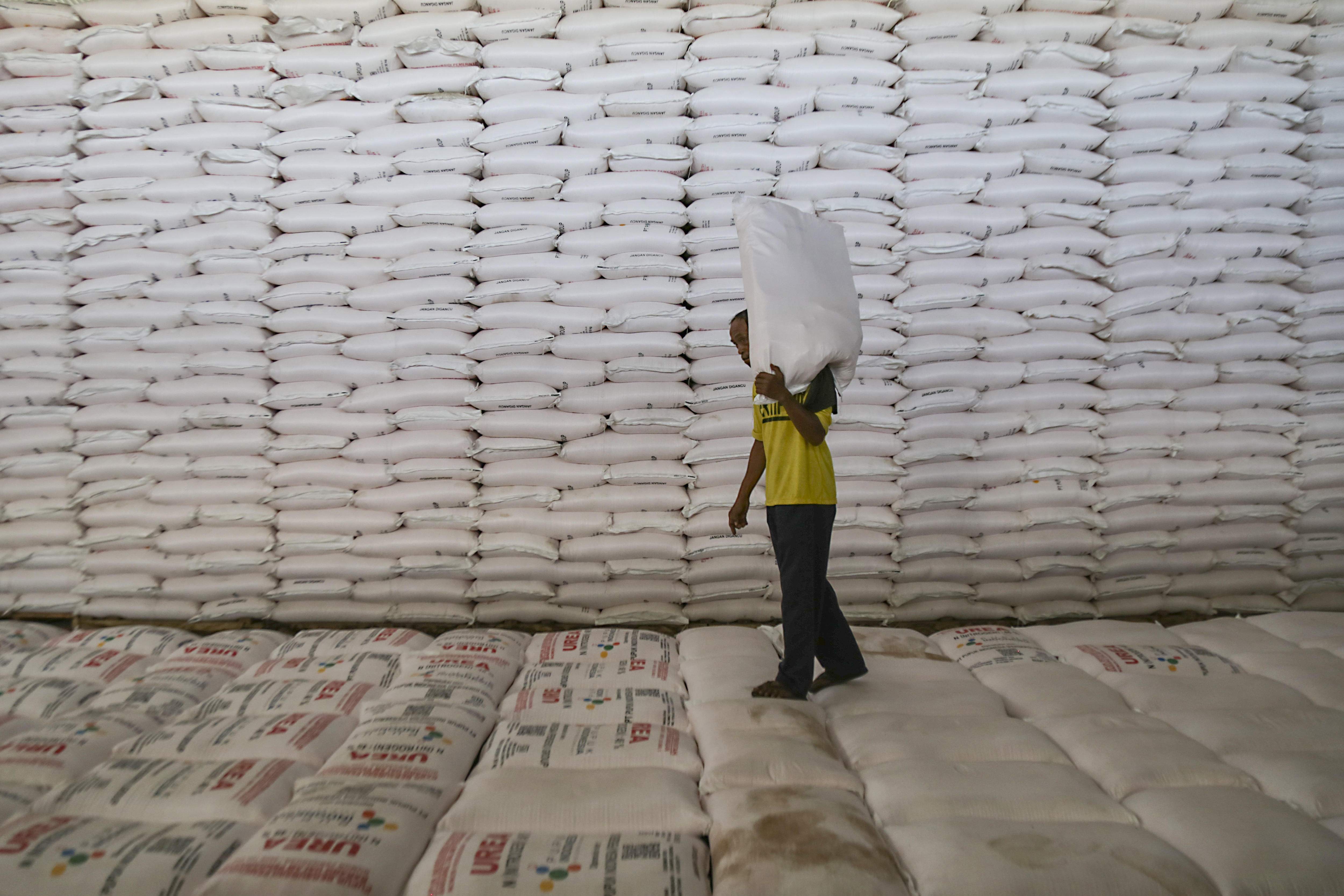 Seorang pekerja mengangkut karung pupuk urea di Gudang Lini 3 Cibolang, Kabupaten Sukabumi, Jawa Barat, Jumat (15/12/2023).