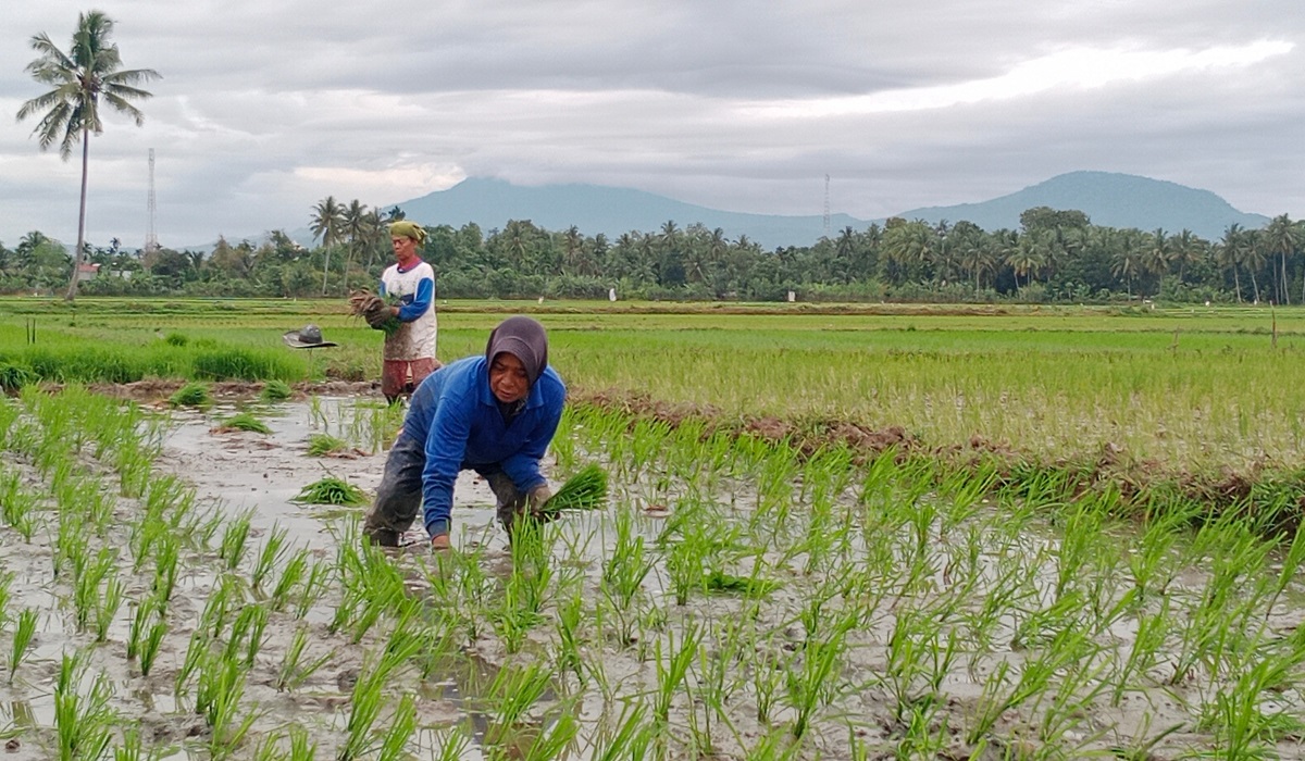 Petani menanam padi 
