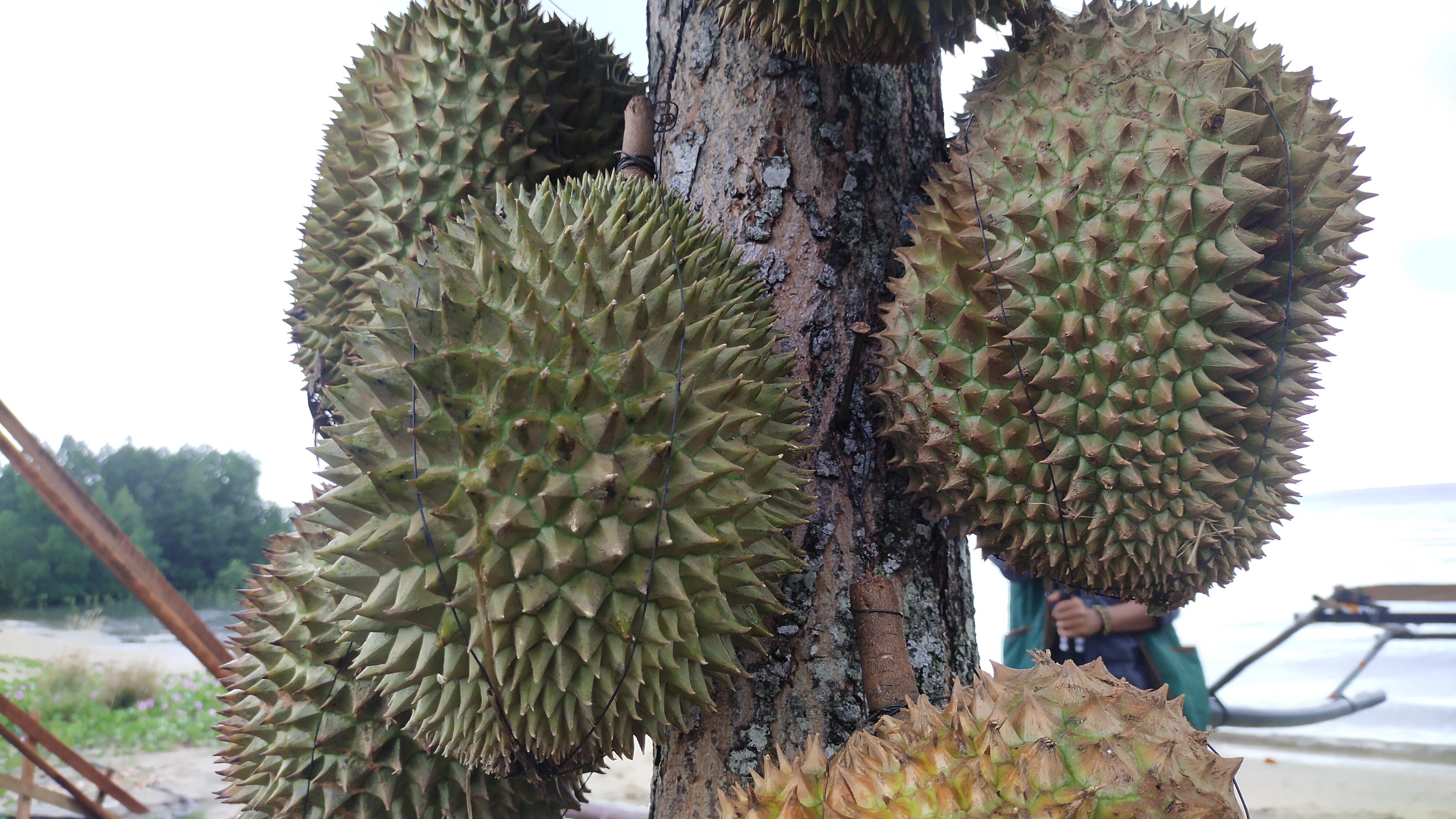 Durian