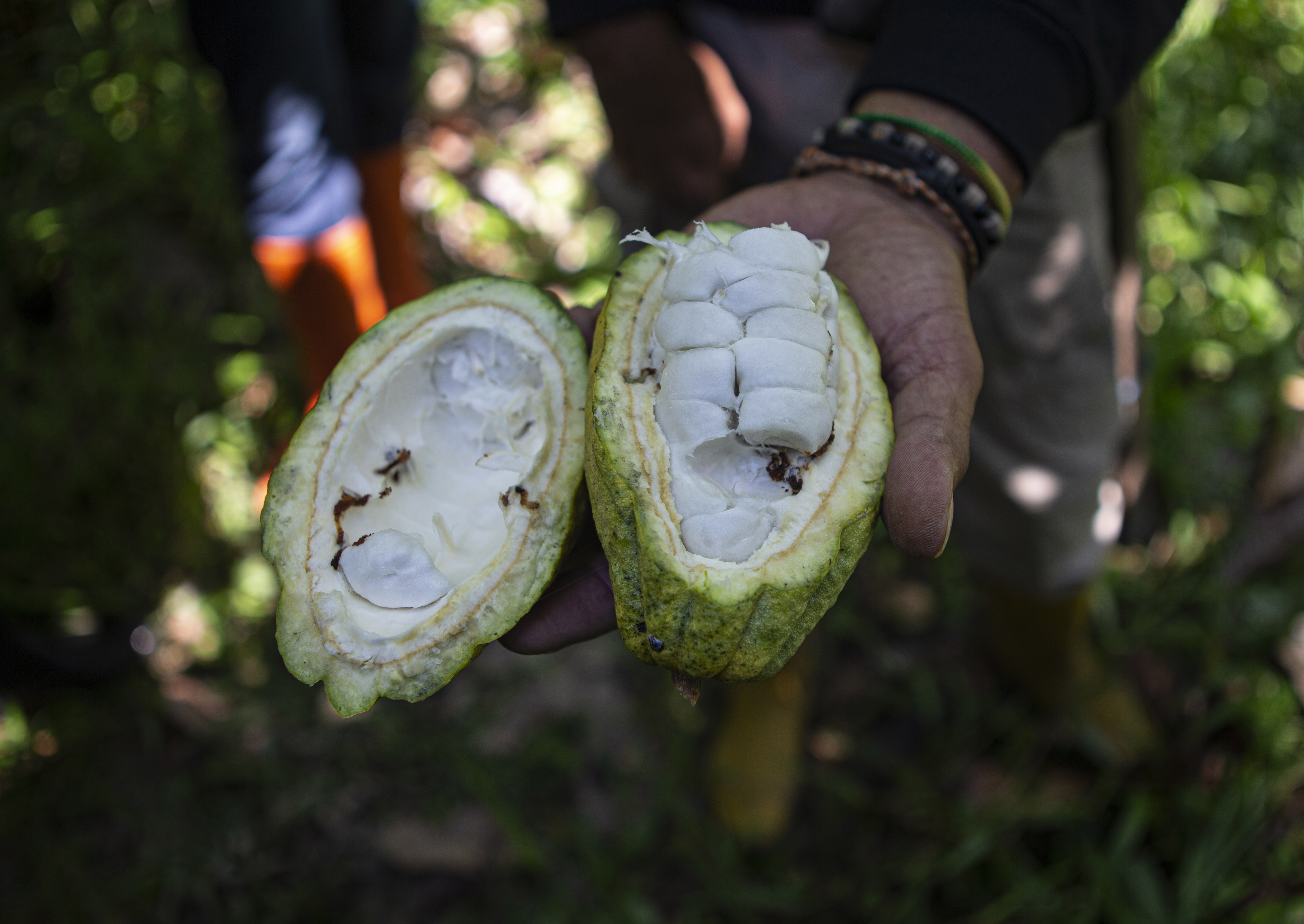 Petani menunjukan tanaman cokelat atau kakao yang memiliki buah sempurna