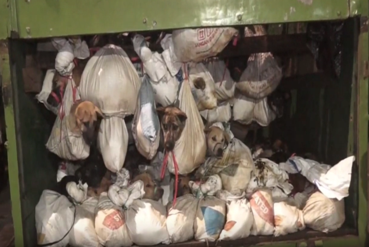 Ratusan anjing tersebut berada dalam karung dengan kaki dan mulut terikat.