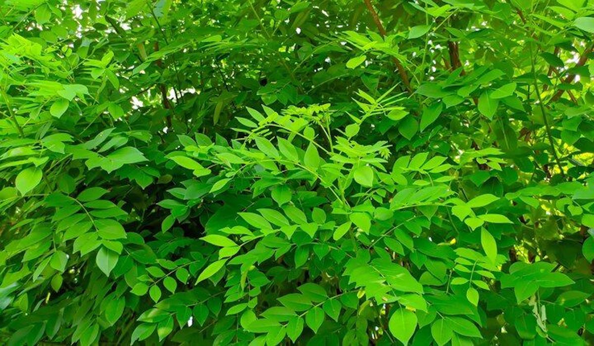 Simak, Ini Dia 10 Manfaat dan Cara Mengolah Daun Katuk