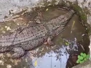 Warga Pandeglang Tangkap Buaya Muara Sepanjang 2,5 Meter