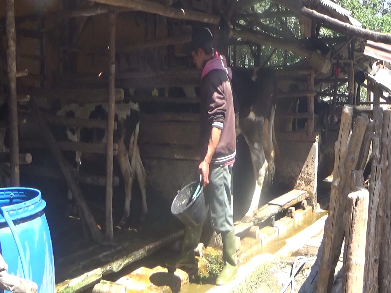 Peternakan sapi di Lembang, Kabupaten Bandung Barat.