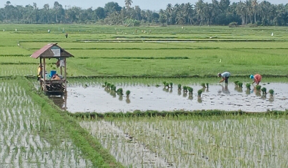 Petani padi di kawasan Pidie, Provinsi Aceh.