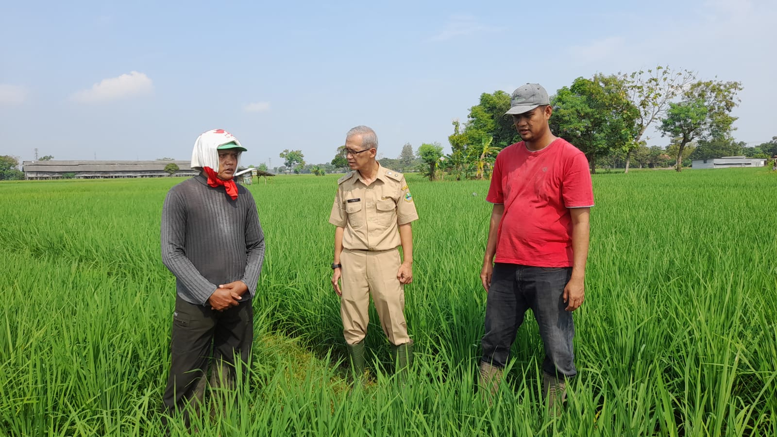 Petani di Kabupaten Cirebon beraktivitas di sawah