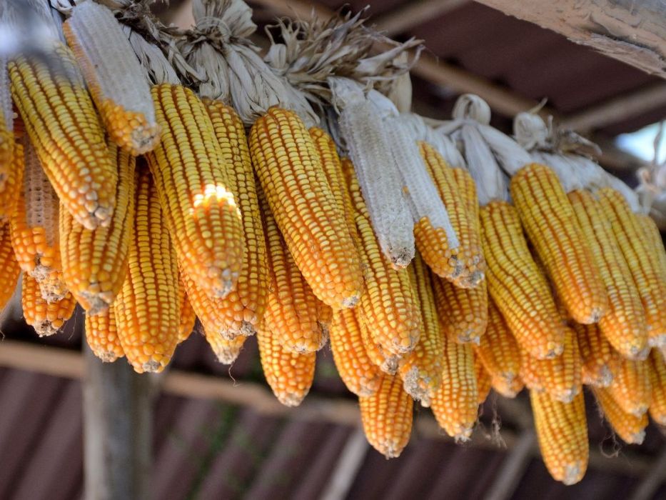 Ilustrasi lumbung pangan