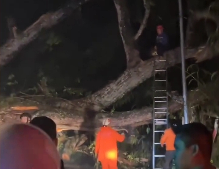 Pohon Tumbang Sempat Macetkan Arus Kendaraan di Jalur Puncak