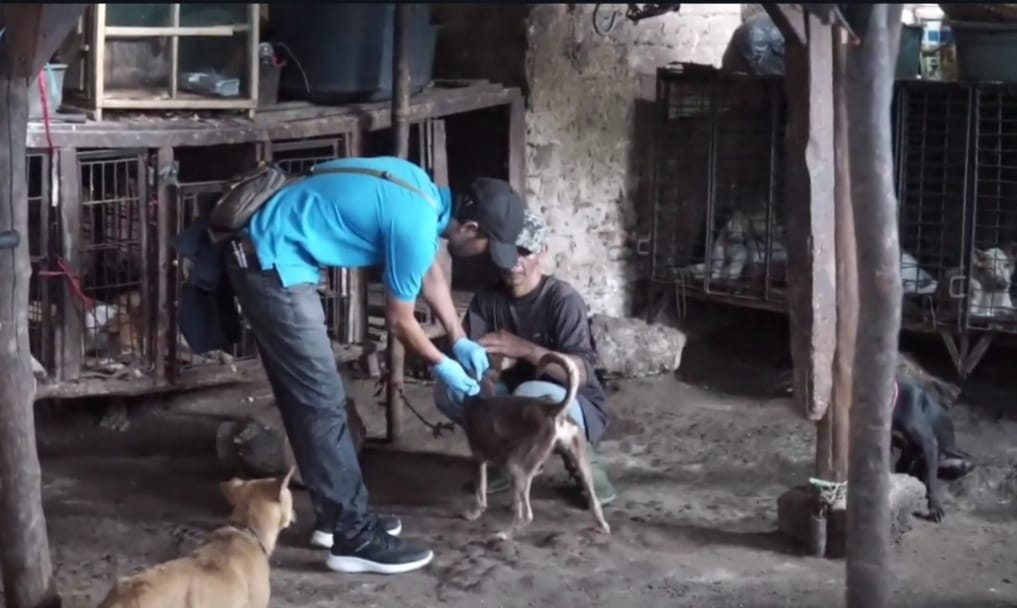 Petugas melakukan pemeriksaan anjing di tempat penampungan di Subang