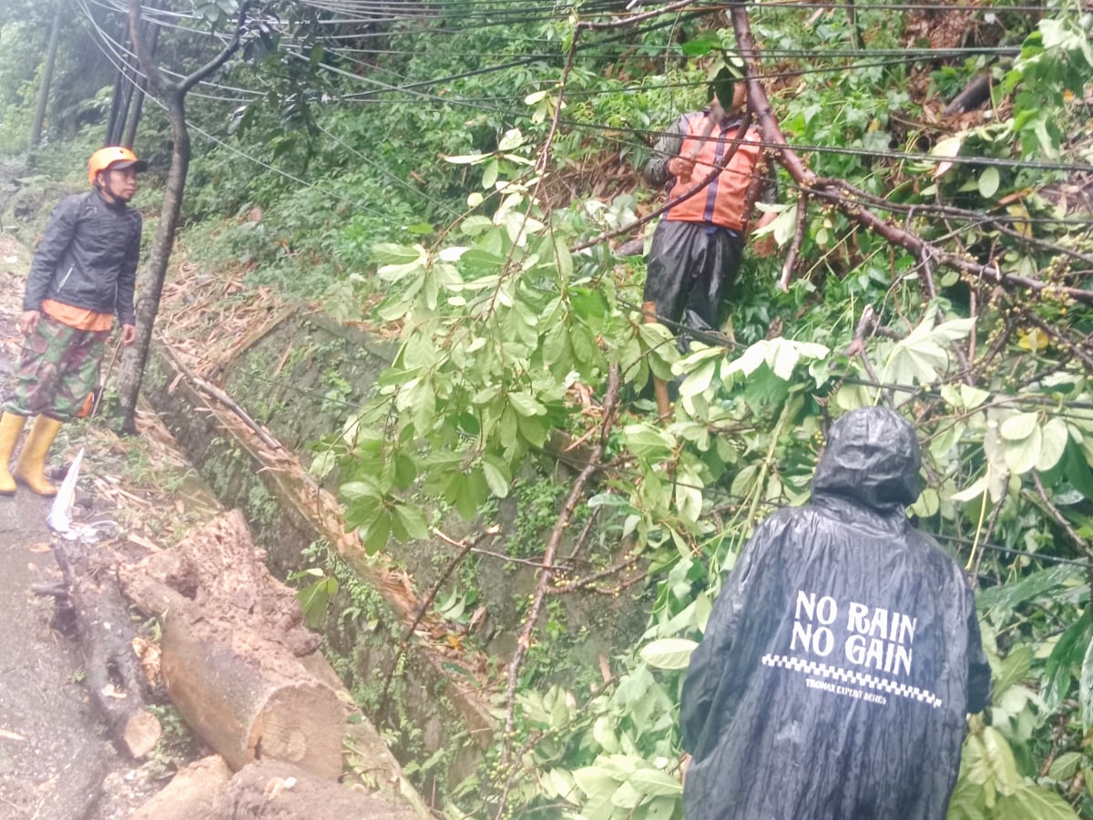 Pohon tumbang di kawasan Alam Sejuk, Jalan Kolonel Masturi, Desa Cikahuripan, Kecamatan Lembang, Kabupaten Bandung Barat.