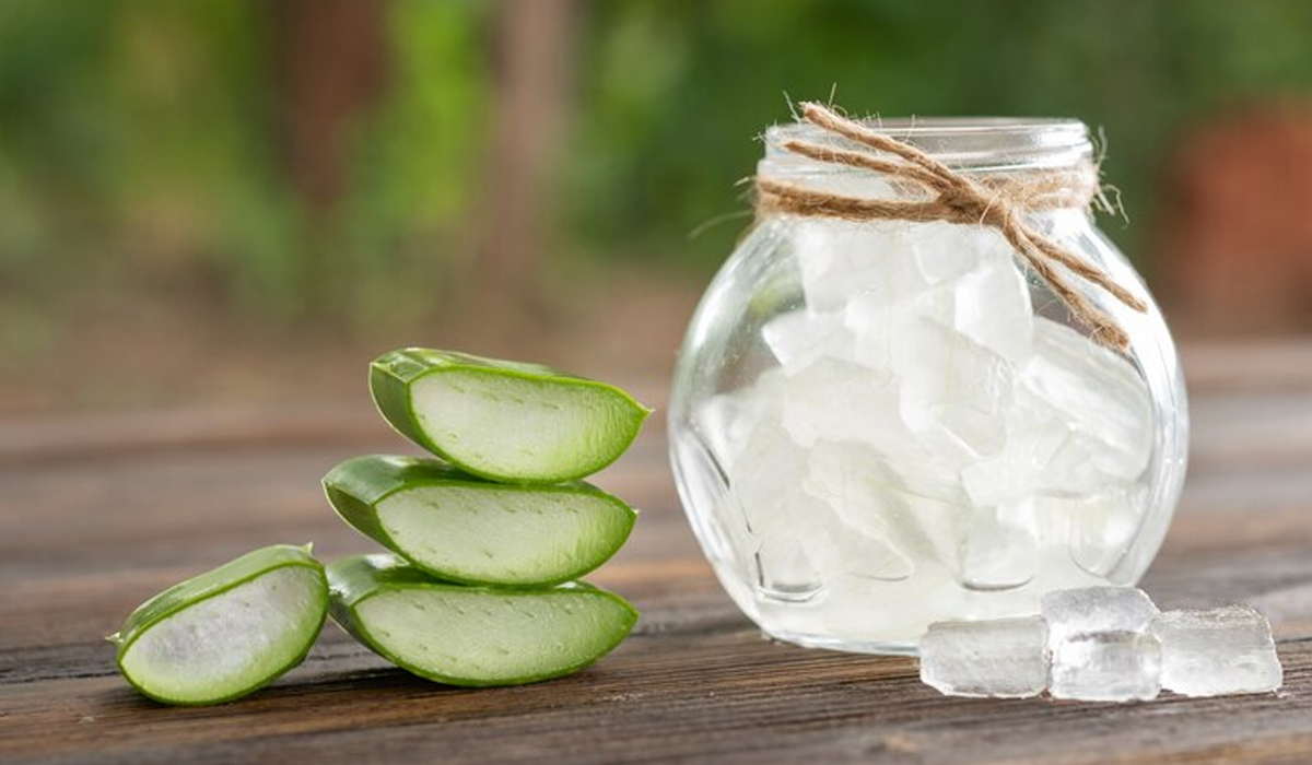 Ilustrasi manfaat lidah buaya