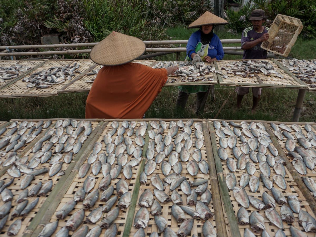 Pekerja menjemur ikan kembung mata belo di Pekalongan, Jawa Tengah, Rabu (2/11/2022).