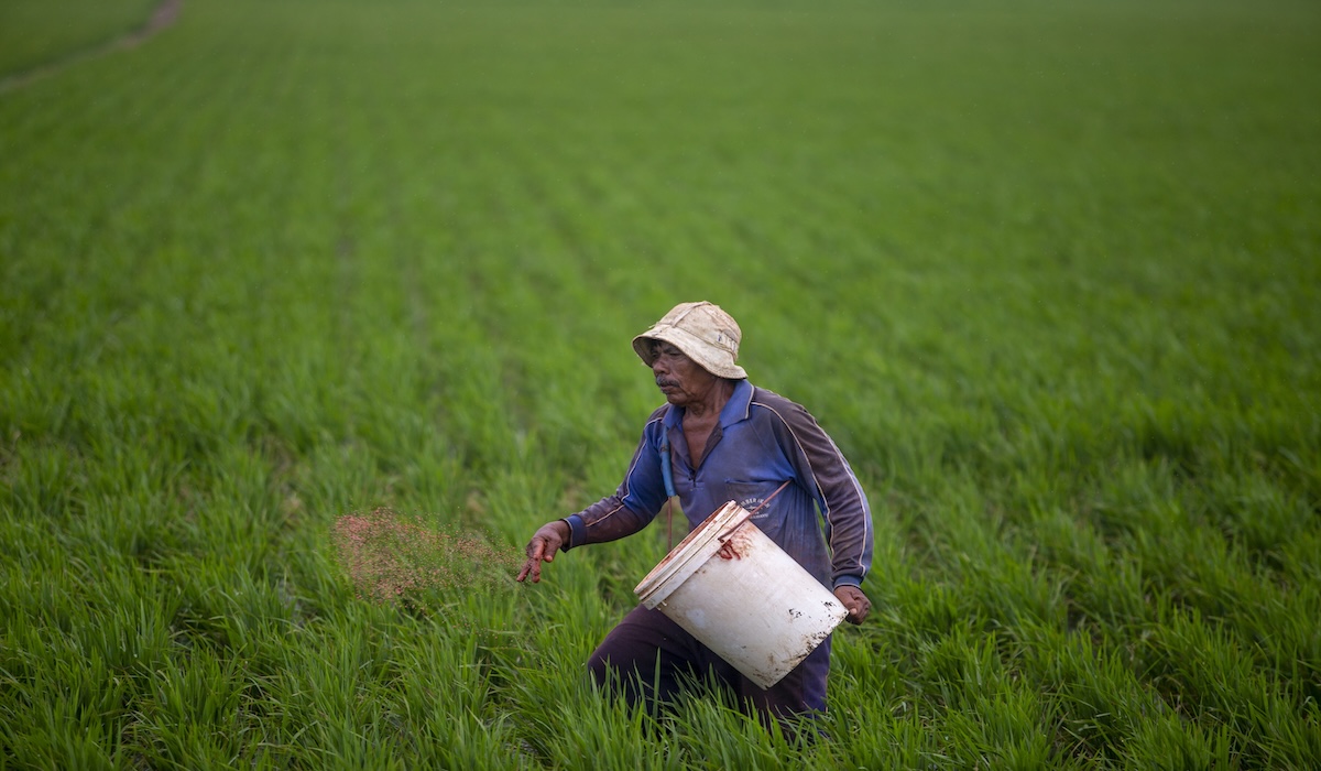Petani menebaer pupuk di area persawahan