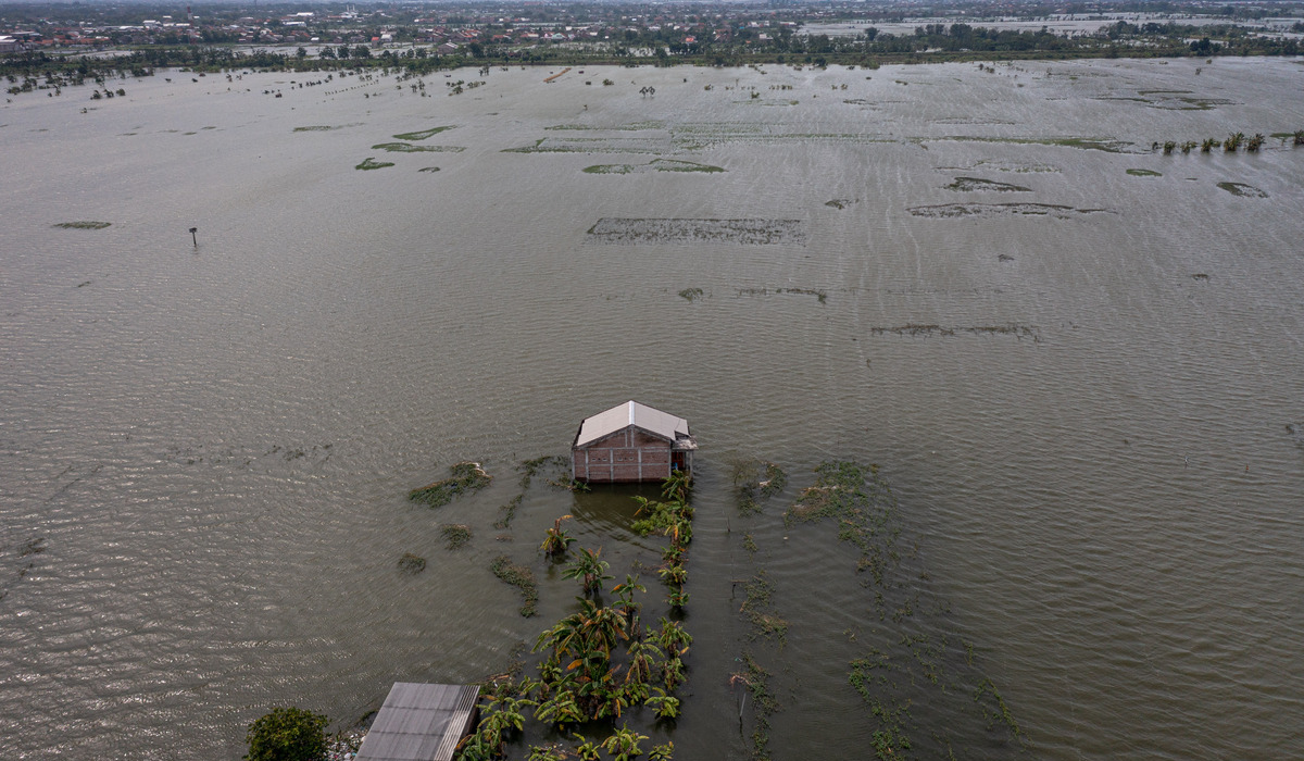 Areal persawahan yang terendam banjir Di Desa Prampelan, Kecamatan Sayung, Kabupaten Demak, Jawa Tengah.