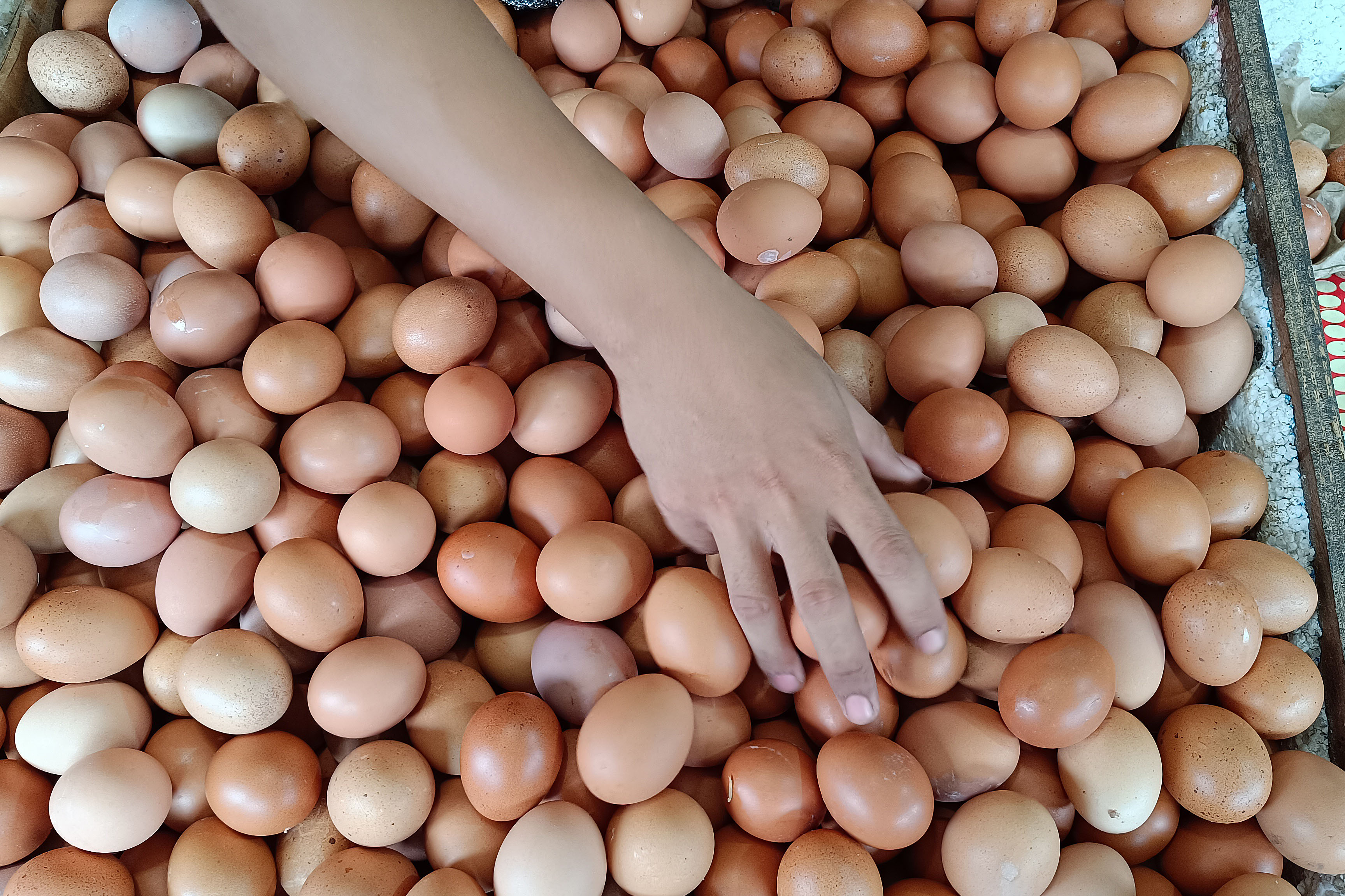 Sekarang, harga telur mencapai Rp29 ribu per kilogram.