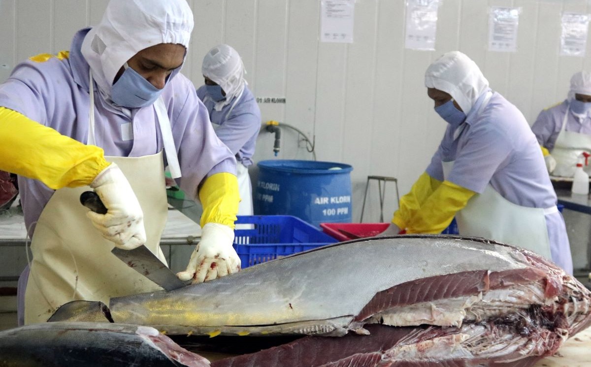 Sejumlah pekerja memisahkan daging ikan tuna jenis sirip kuning sebelum diekspor.