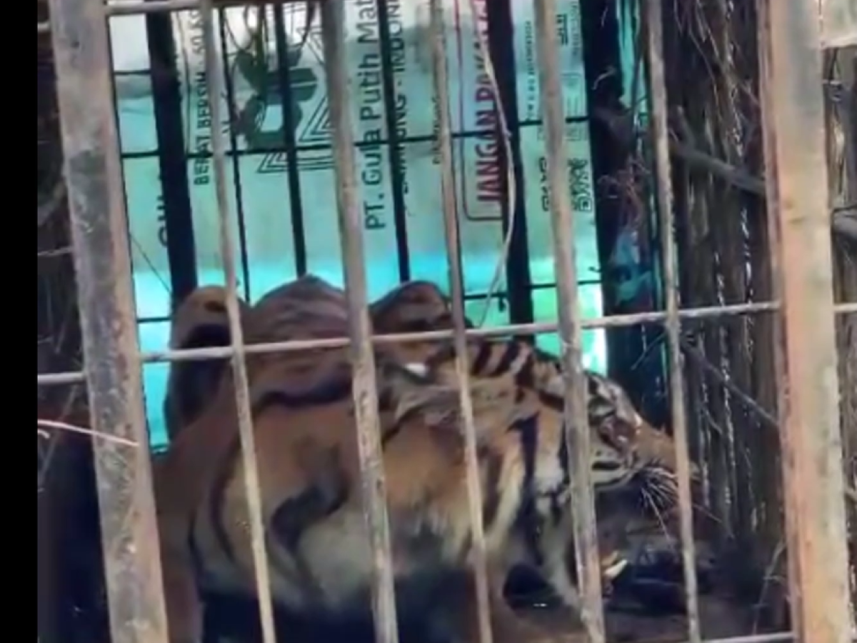Harimau yang terjebak.