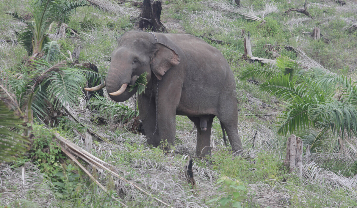 Ilustrasi gajah di Taman Nasional Tesso Nilo.