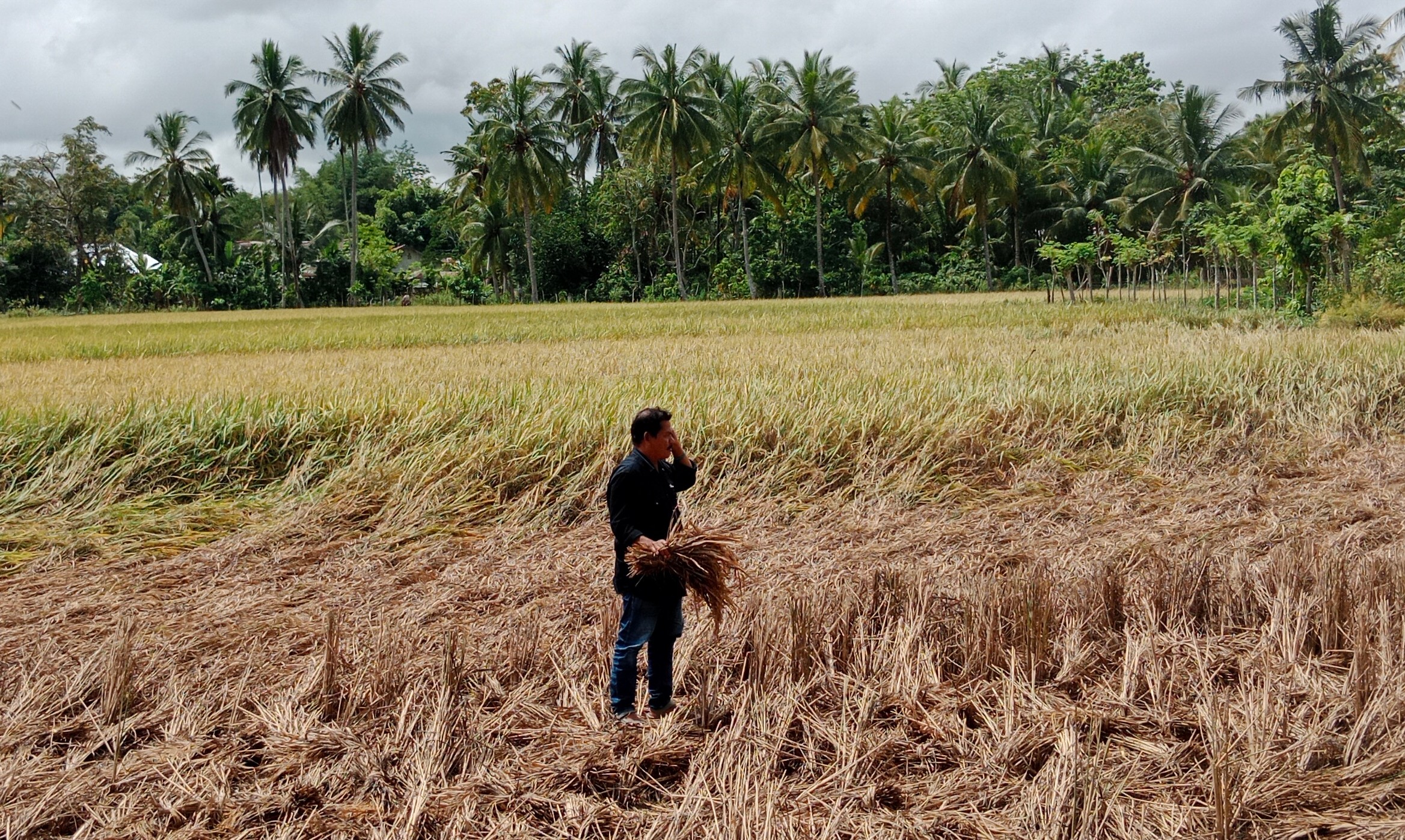 Lahan sawah terkena serangan hama wereng cokelat di kawasan Kecamatan Delima, Kabupaten Pidie, Aceh.