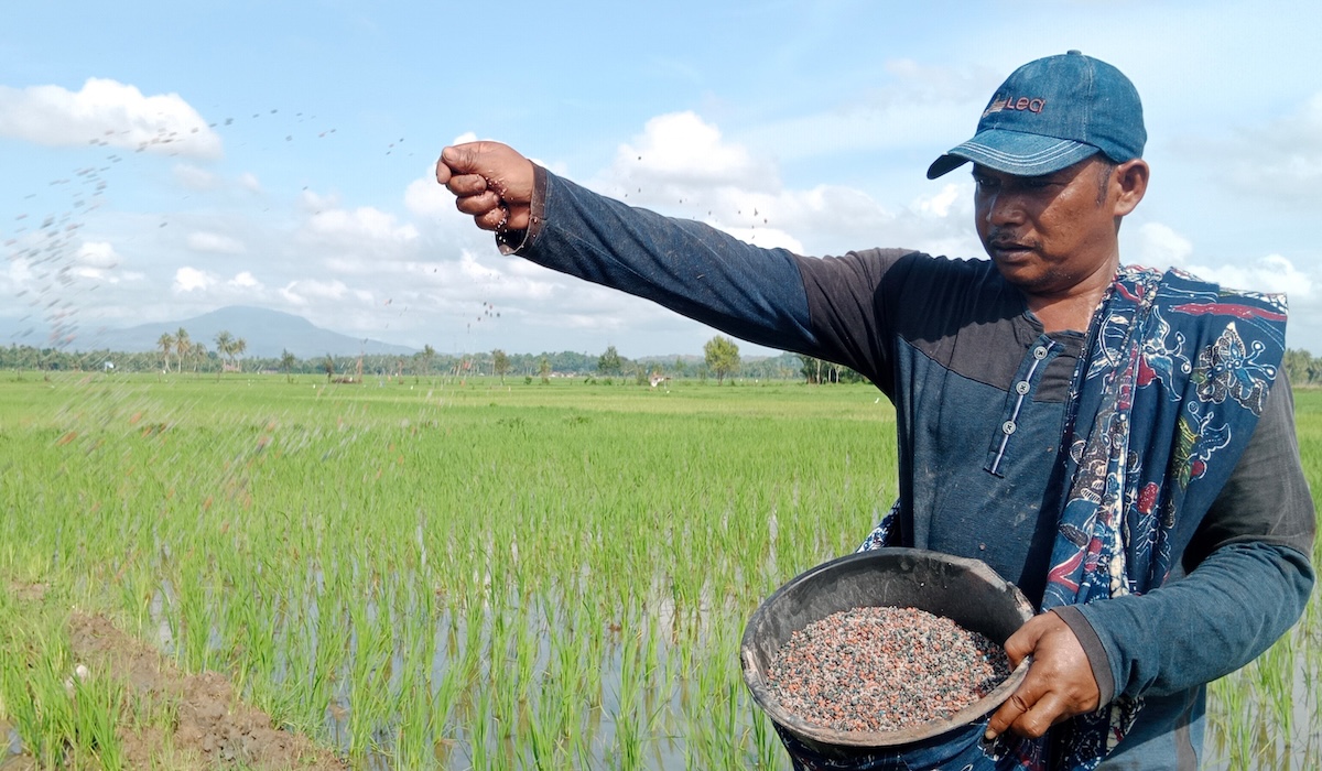 Petani menebar pupuk di sawah