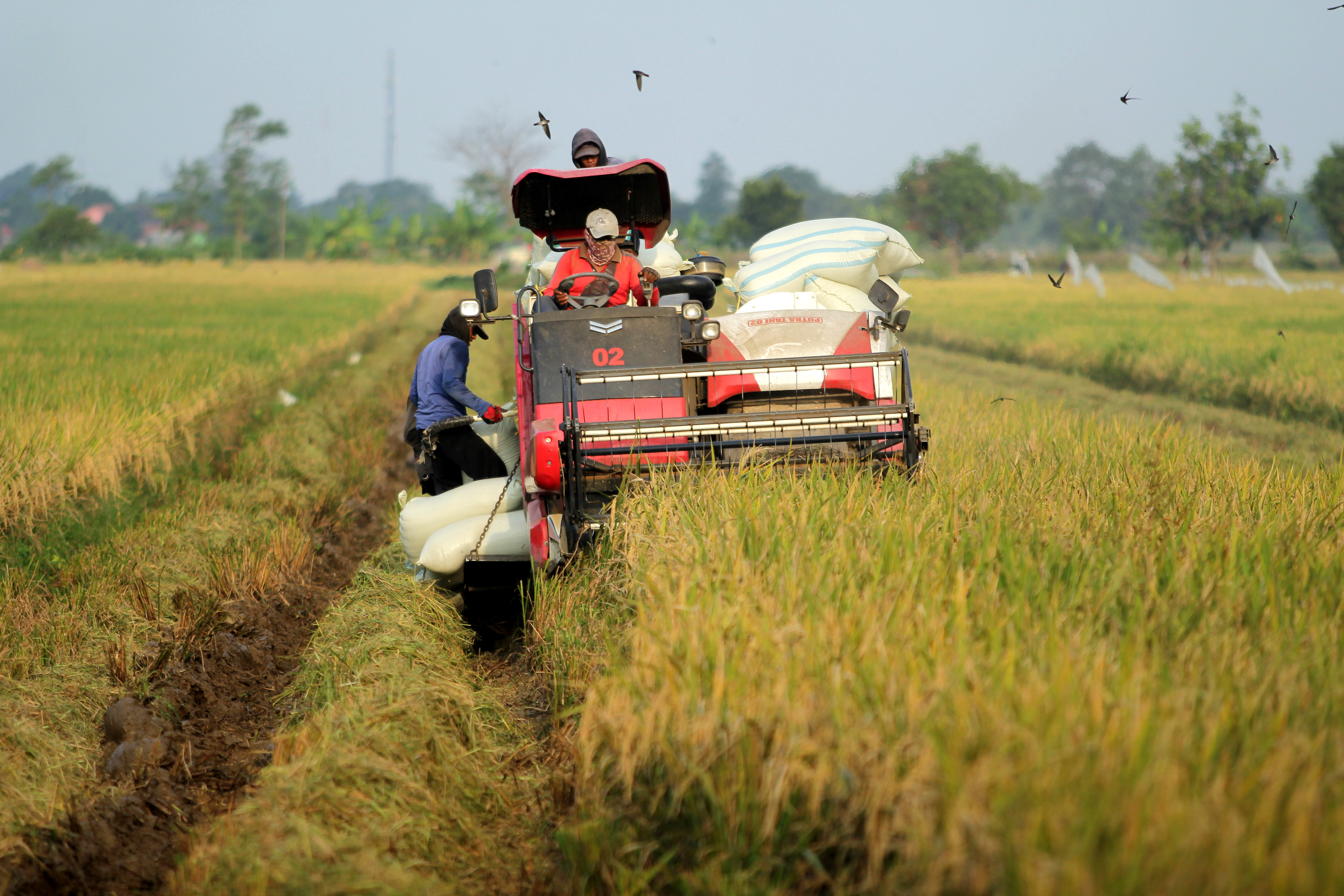 Petani di Kabupaten Cirebon tengah memanen padi