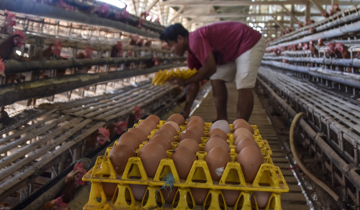 Pekerja memanen telur ayam di Kampung Ayam Petelur, Desa Muktisari, Kecamatan Cipaku, Kabupaten Ciamis, Jawa Barat.